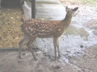 klick to zoom: Dybowski-Hirsch, Cervus nippon dybowskii, Copyright: juvomi.de