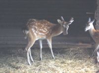 klick to zoom: Dybowski-Hirsch, Cervus nippon dybowskii, Copyright: juvomi.de