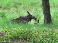 klick to zoom: Elch, Alces alces, Copyright: juvomi.de