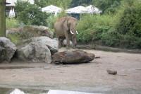 klick to zoom: Afrikanischer Elefant, Loxodonta africana, Copyright: juvomi.de