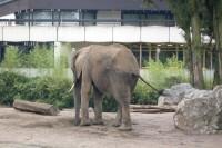 klick to zoom: Afrikanischer Elefant, Loxodonta africana, Copyright: juvomi.de