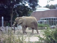 klick to zoom: Elefant, Afrikanischer, Loxodonta africana, Copyright: juvomi.de