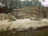 klick to zoom: Elefant, Afrikanischer, Loxodonta africana, Copyright: juvomi.de