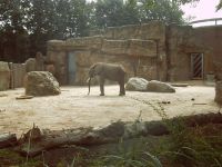 klick to zoom: Elefant, Afrikanischer, Loxodonta africana, Copyright: juvomi.de