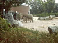 klick to zoom: Elefant, Afrikanischer, Loxodonta africana, Copyright: juvomi.de