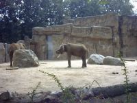 klick to zoom: Elefant, Afrikanischer, Loxodonta africana, Copyright: juvomi.de