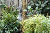 klick to zoom: Allgemeines ber Wildtiere, Koala, Copyright: juvomi.de