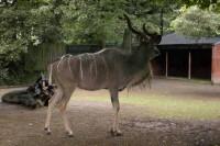 klick to zoom: Allgemeines ber Wildtiere, Grosser Kudu, Copyright: juvomi.de