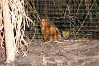 klick to zoom: Lwenffchen, Goldgelbes, Leontopithecus rosalia rosalia, Copyright: juvomi.de